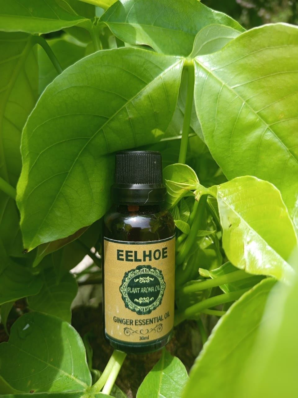 Aceite de Jengibre Adelgazante